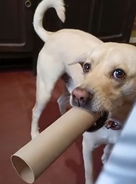 Уникальное устройство для более агрессивного рычания⁠⁠