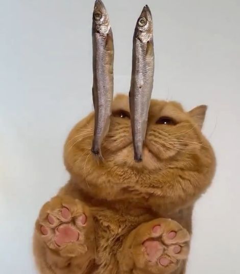 Поедание рыбов