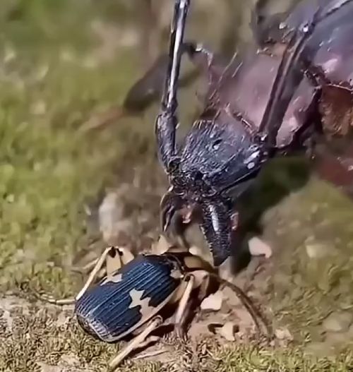 Жук-бомбардир