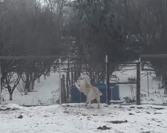 Какой воспитанный алабай