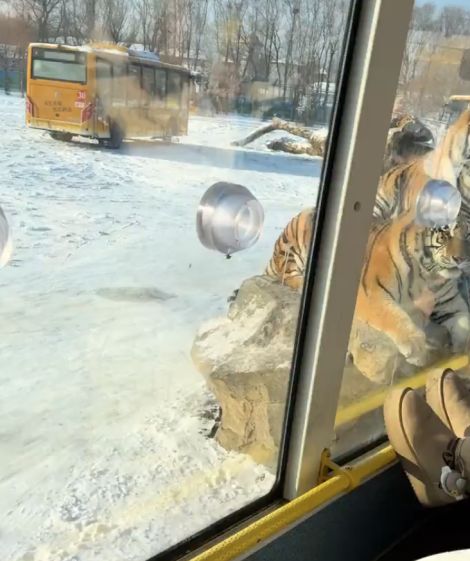 Тигров из китайского зоопарка раскормили так, что они отказываются от мяса, которое покупают для них посетители