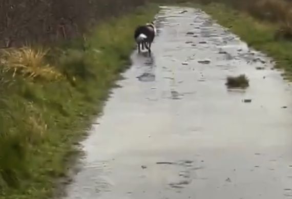 Бордер-колли — прирожденный детектив в мире собак