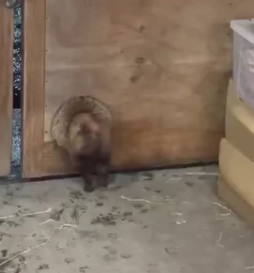 В Японии объевшийся енотовидная собака не смогла сбежать с места «преступления»