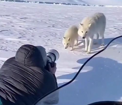 Арктическая сказка