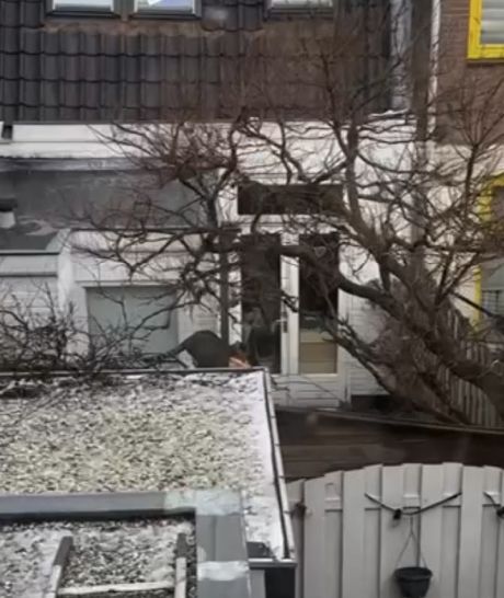 Кот вернулся домой с невероятным уловом, ему удалось поймать целую стаю сосисок