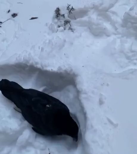 Умный ворон Гоша