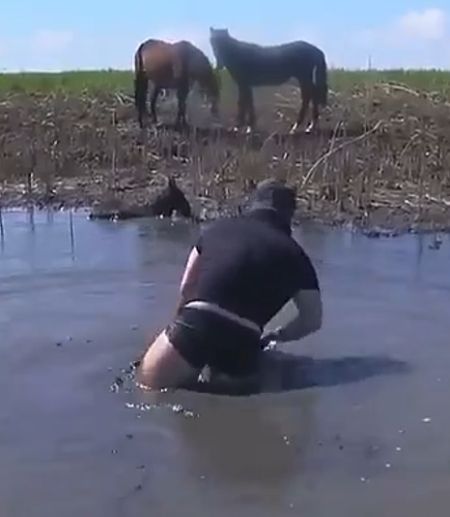 Помог жеребёнку