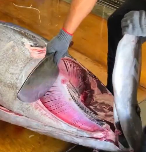 Ножи хорошие)⁠⁠