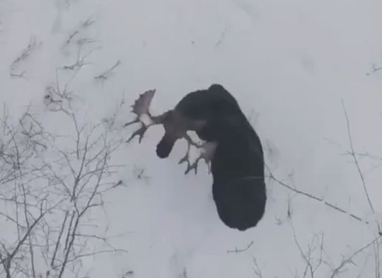 Вот это отряхнулся...