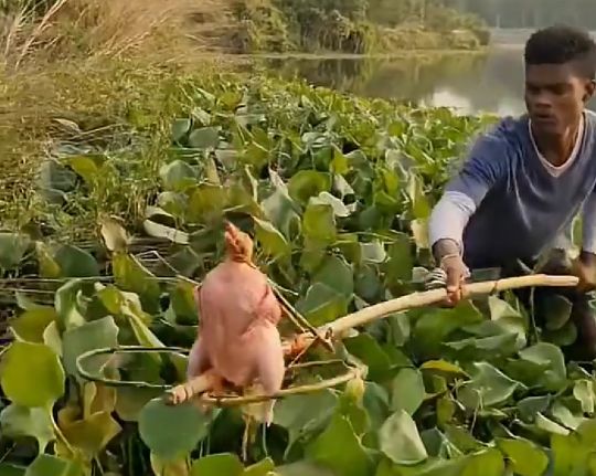 Куриная рыбалка