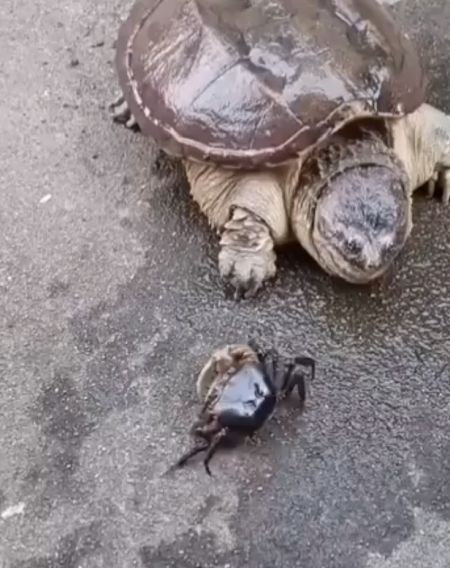 Насколько быстро атакует грифовая черепаха: скрытая угроза и сила укуса