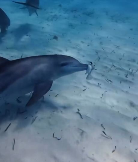 Необычное поведение дельфинов: зачем они жуют ядовитую рыбу фугу