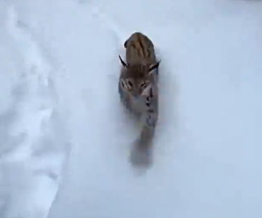 Соскучилась