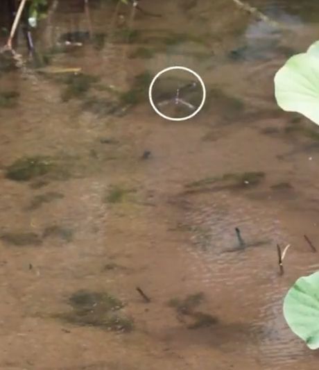 "Невидимые" сальто в полёте: как стрекозы стряхивают воду после нырка⁠⁠