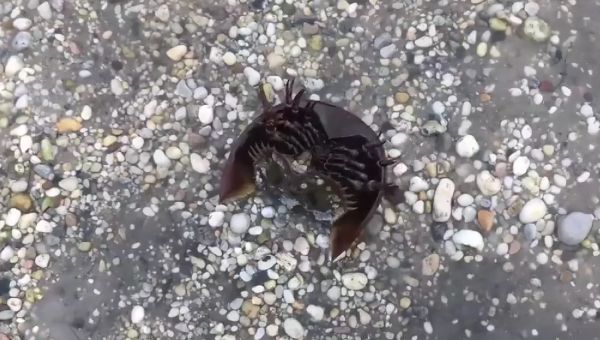 Почеши пузико!