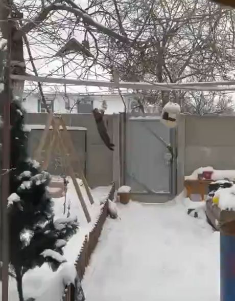 Снегирь и сало