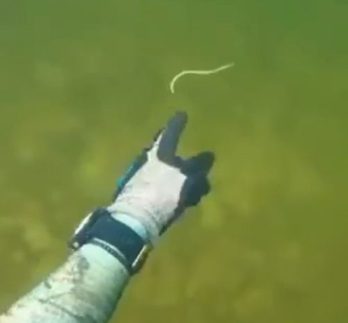 Суровые обитатели морей и океанов