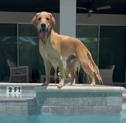 Какие же классные золотистые ретриверы