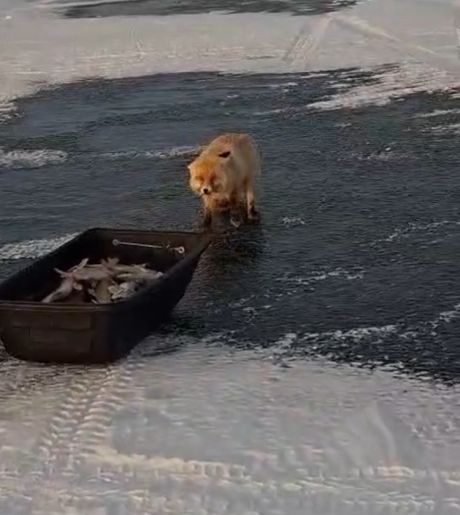 Голод не тетка...⁠⁠