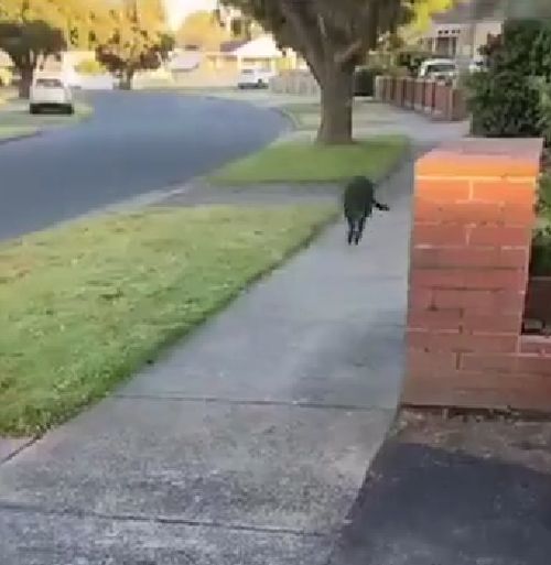 Выпал птенчик из гнезда...