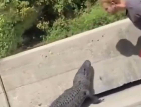 Какой терпеливый аллигатор