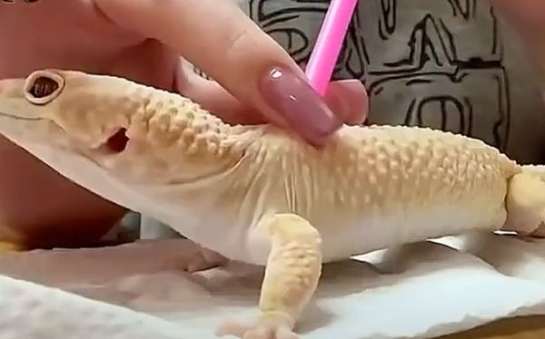 Помогаем геккону снять старую кожу