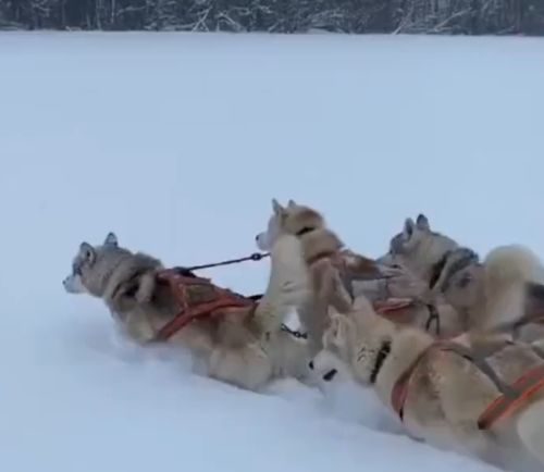 Принцип распределения собак в упряжке