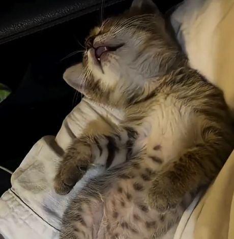 Спасла котёнка и столкнулась с последствиями