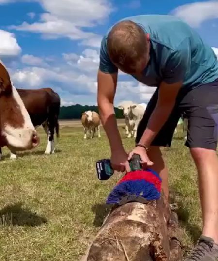 Любопытные коровы⁠⁠