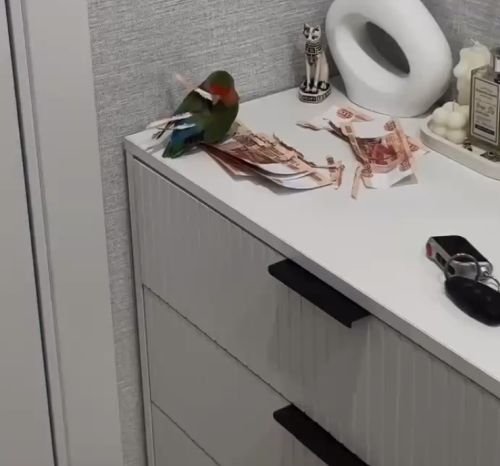 Попугай уничтожил пачку пятитысячных купюр ради «нового хвоста»