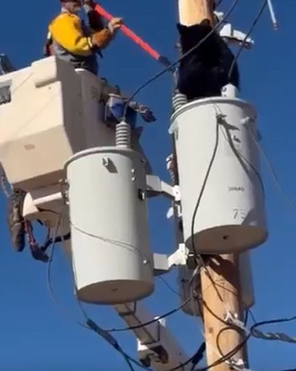 Мужик спасает медведя