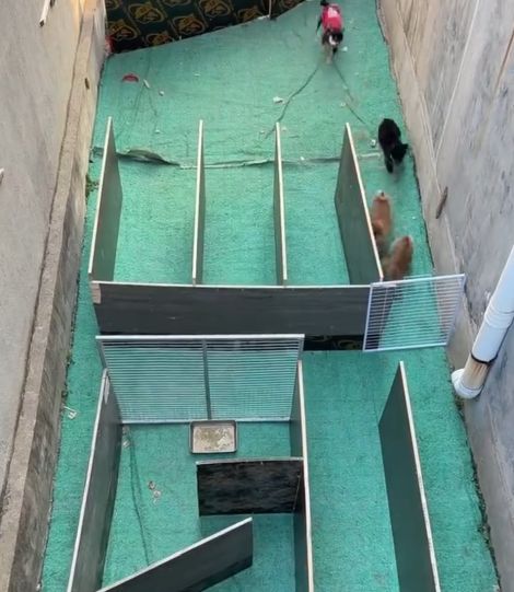 Весёлые старты