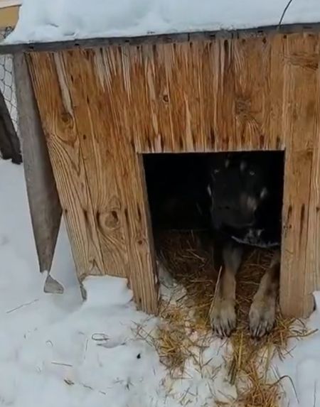 Добрейший пес