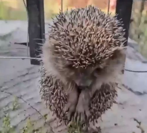 Ёжик в тумане не нашёл лошадку