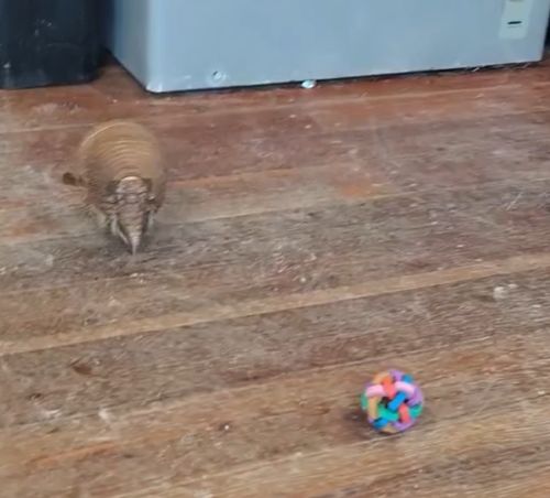 Броненосец и его игрушка