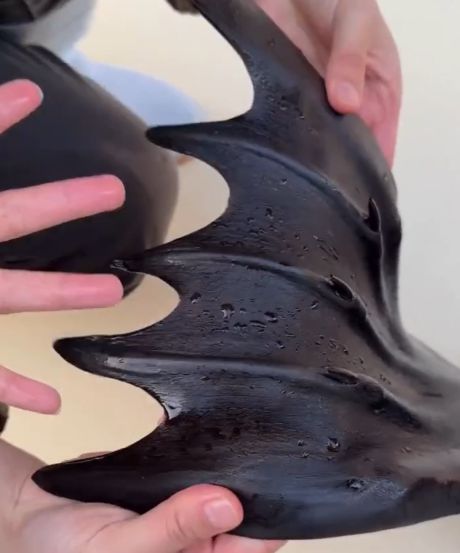 Лев, морской, детально⁠⁠