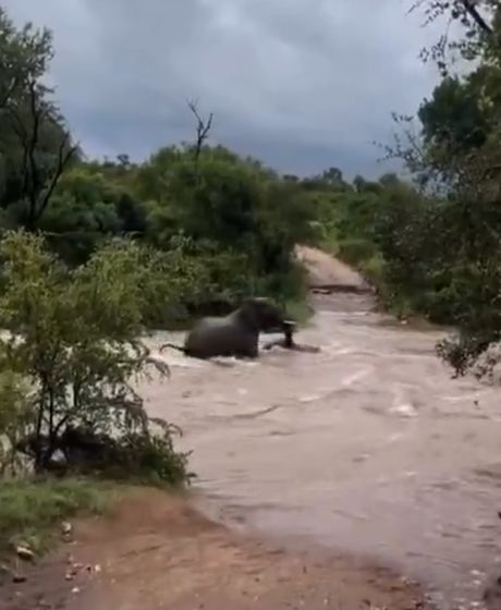 Спасение слоненка в парке Крюгера: отважная слониха вытащила детеныша из реки с крокодилами