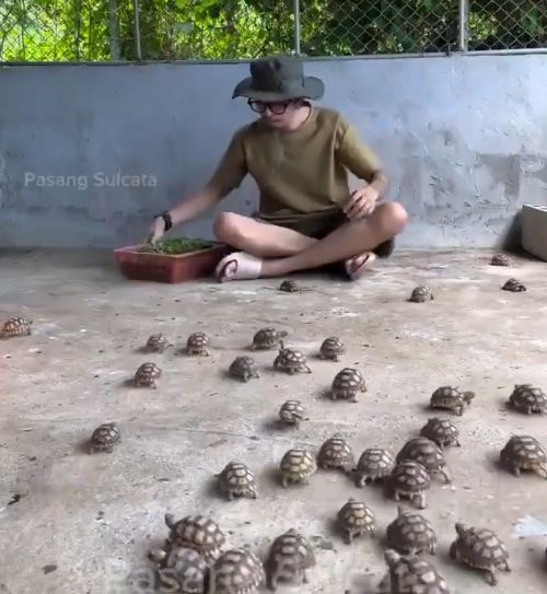 Зачем им столько черепах?