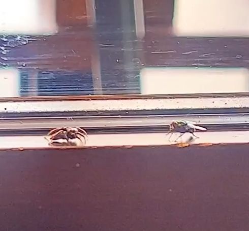 Вдруг какой-то старичок паучок нашу муху в уголок поволок