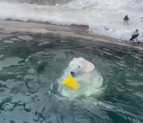 Зимние забавы белой медведицы Айки в Московском зоопарке