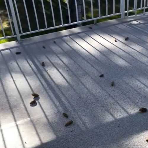 Белка в ярости