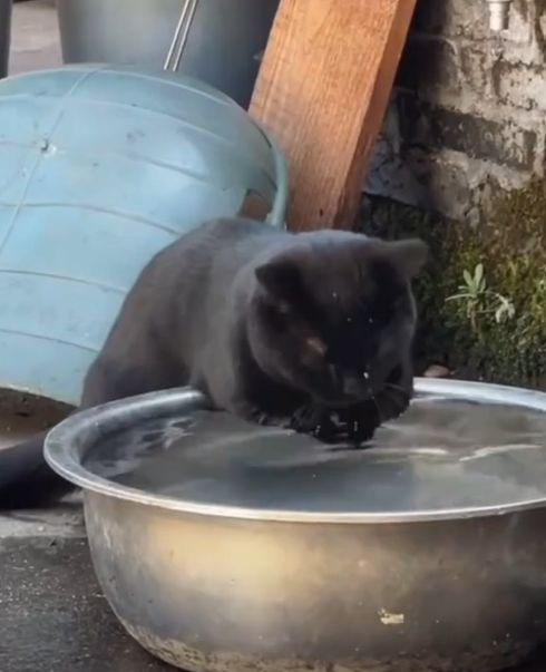 Котейка думает что он выдра