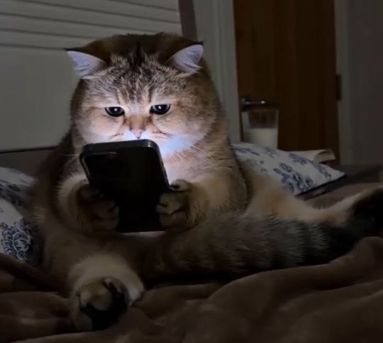 Котейка зашел в раздел "девушки" на Коржике