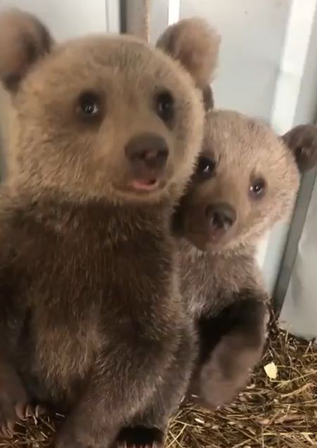 Брата в обиду не дам!