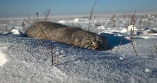 Я - серый камушек!⁠⁠