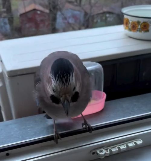 Ранняя гостья