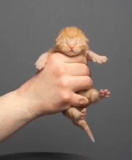 Как выглядит эволюция рыжего кота с 3 до 11 месяцев