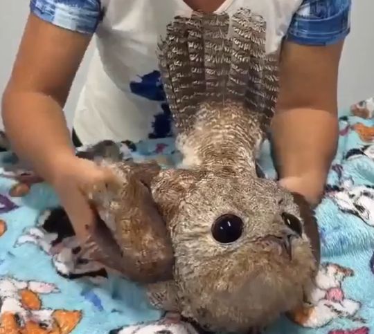 Бразильские пожарные спасли редкого исполинского козодоя