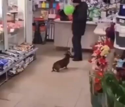 Такса любит шарики