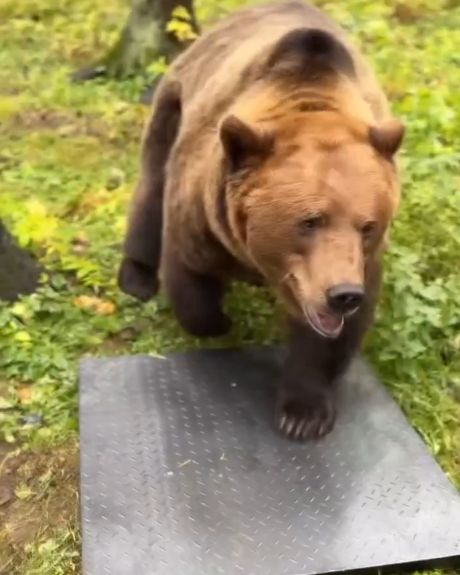 Взвешивание мишки